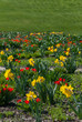 Tulip and narcissus flowers 006