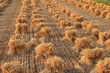 wheat field landscape