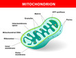 Vektor: Mitochondrion vector illustration Mitochondrion vector illustration