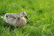 Stockente (Weibchen)