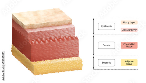 Illustration: Layers of Human Skin - Cross Section Layers of Human Skin - Cross Section