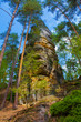Rock in forest