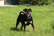 Pinscher nain noir beige marron dobermann