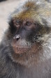 grand singe