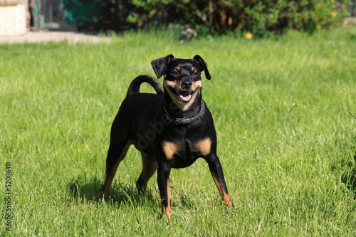 Photo: Pinscher nain noir beige marron dobermann Pinscher nain noir beige marron dobermann