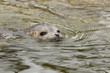 Young common seal in water