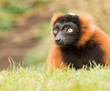 Foto: Red-bellied Lemur (Eulemur rubriventer) Red-bellied Lemur (Eulemur rubriventer)