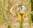 Foto: common squirrel monkey playing common squirrel monkey playing