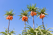 Orange Crown Imperial Lily, latin name - Frittilaria imperialis