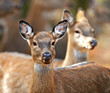 Photo: Spotted Dee Spotted Dee