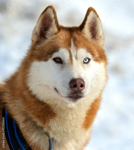 Photo: Husky dog Husky dog