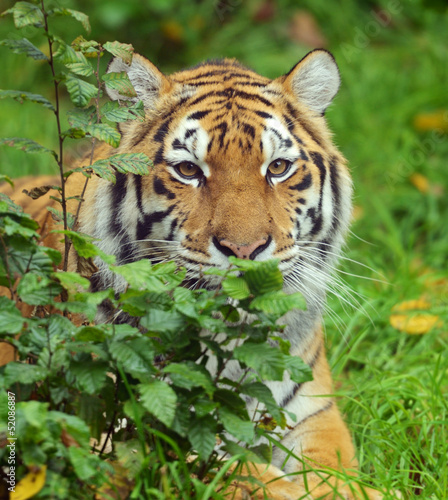 Photo: Tiger Tiger