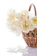 white tulips in a basket