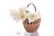 white tulips in a basket