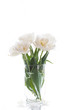 white tulips