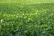Photo: Campo de Filipinas Campo de Filipinas