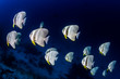 Fledermausfische