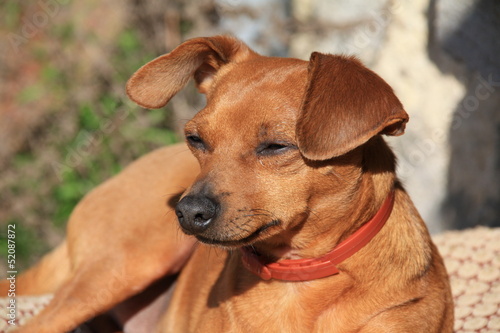Photo: Pinscher nain noir beige marron dobermann Pinscher nain noir beige marron dobermann