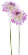 dahlia