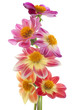 dahlia