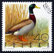 Postage stamp Poland 1970 Mallard Drake, Game Bird