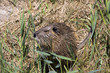 Foto: Nutria or Coypu (Myocastor coypus) Nutria or Coypu (Myocastor coypus)