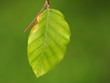 Frische Buchenblätter im Frühling
