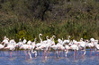 Greater Flamingo (Phoenicopterus roseus) in Camargue