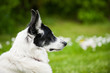 Photo: Hund im Garten Hund im Garten