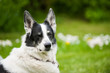 Photo: Hund im Garten Hund im Garten