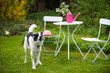 Photo: Hund im Garten Hund im Garten