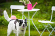Photo: Hund im Garten Hund im Garten