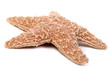 starfish over white