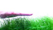 Video: Grass Grass