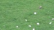 video vogel sammelt federn I