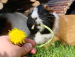 Meerschweinchen futter Löwenzahn