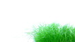 Grass