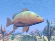 Mangrove fish underwater - 3D render