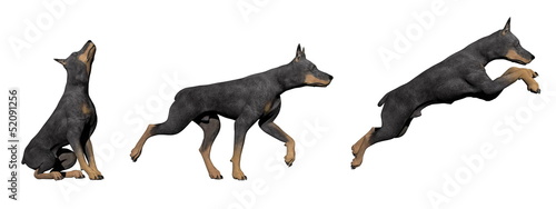 Illustration: Doberman dog - 3D render Doberman dog - 3D render