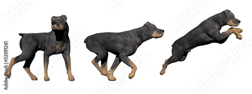 Illustration: Rottweiler dog - 3D render Rottweiler dog - 3D render