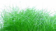 Grass