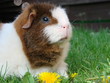 Meerschweinchen futtert Löwenzahn