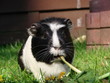 Meerschweinchen futtert Löwenzahn