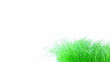 Grass