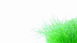 Grass