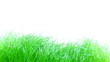 Grass