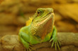 Green iguana in natural environment