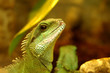 Green iguana in natural environment