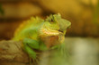 Green iguana in natural environment