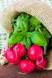 Bunch of fresh radish the new harvest in cloth bag